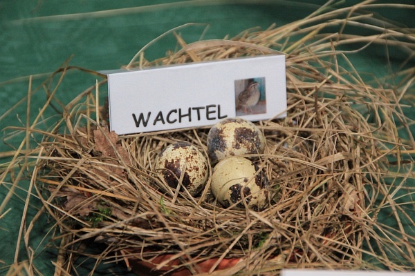 Pferd_Jagd   005.jpg